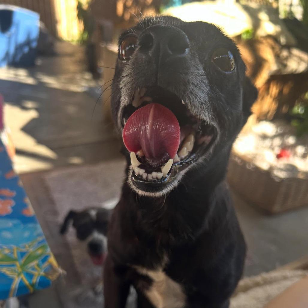 Ozzie Anna — thumbnail 4