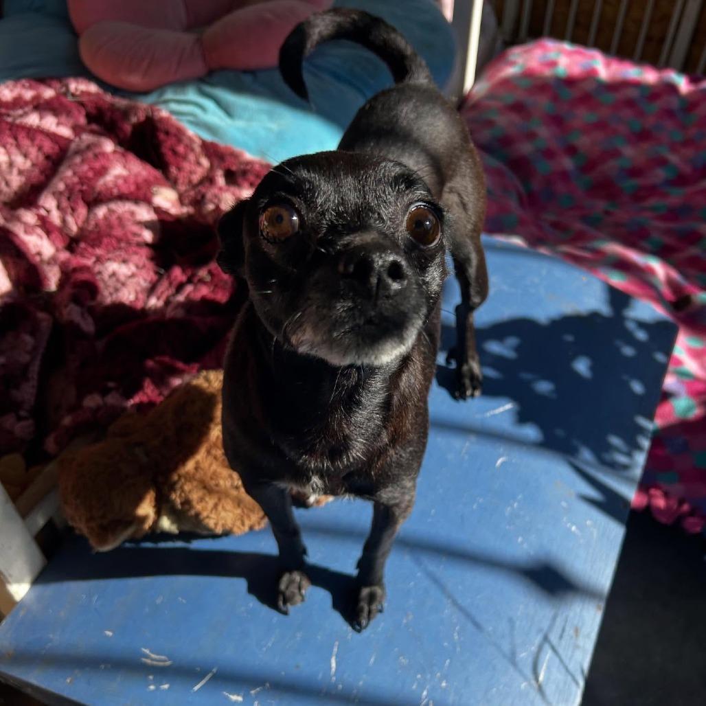 Ozzie Anna — thumbnail 5