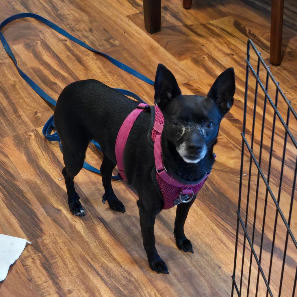 Ozzie Anna — thumbnail 6