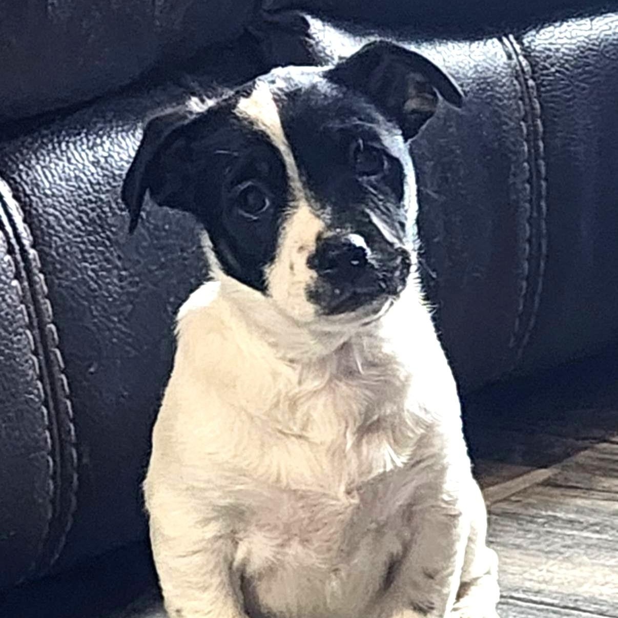 Brook, ADOPTABLE, Puppy Female Dachshund.