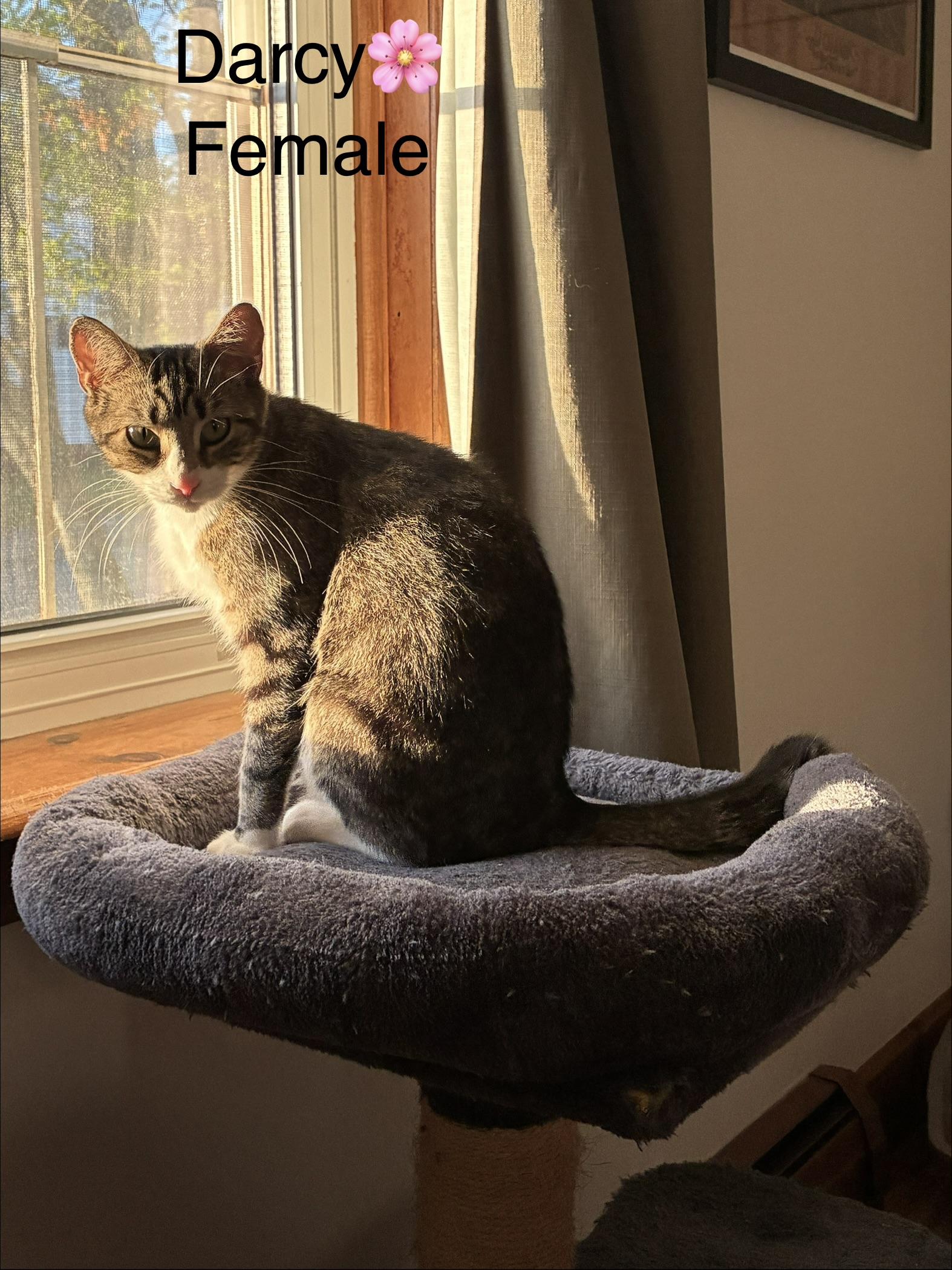 Darcy, a ADOPTABLE mixed breed in Calais, ME image 2/3