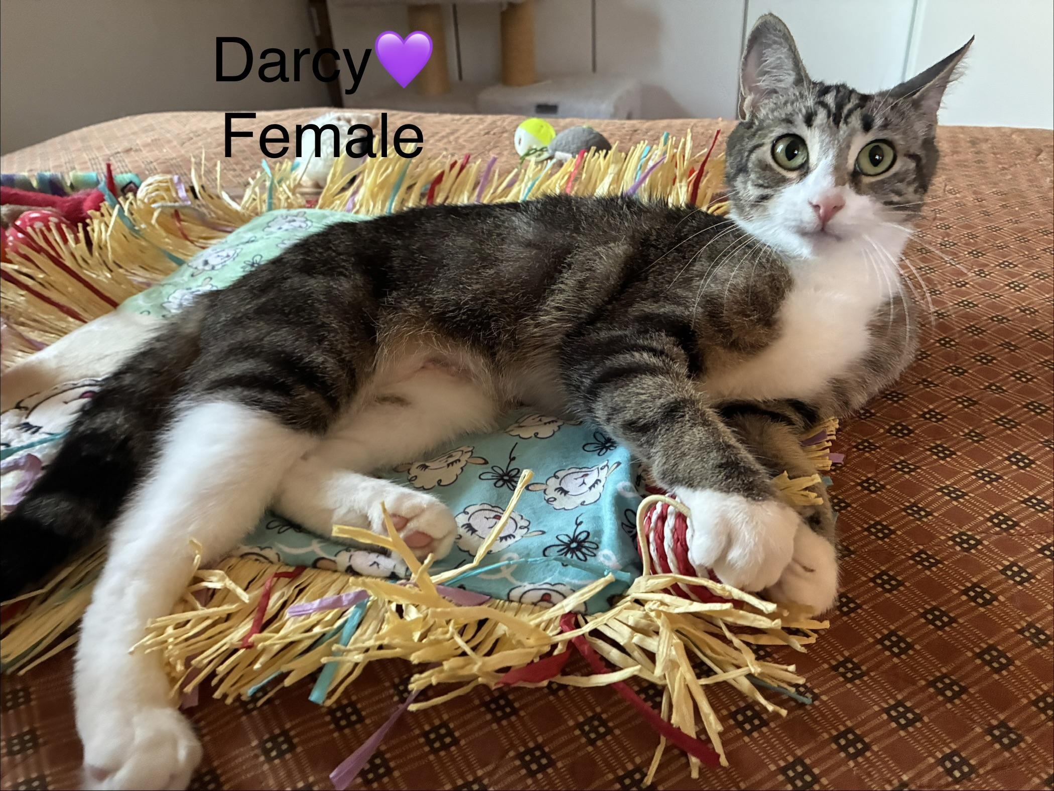 Darcy, a ADOPTABLE mixed breed in Calais, ME image 3/3