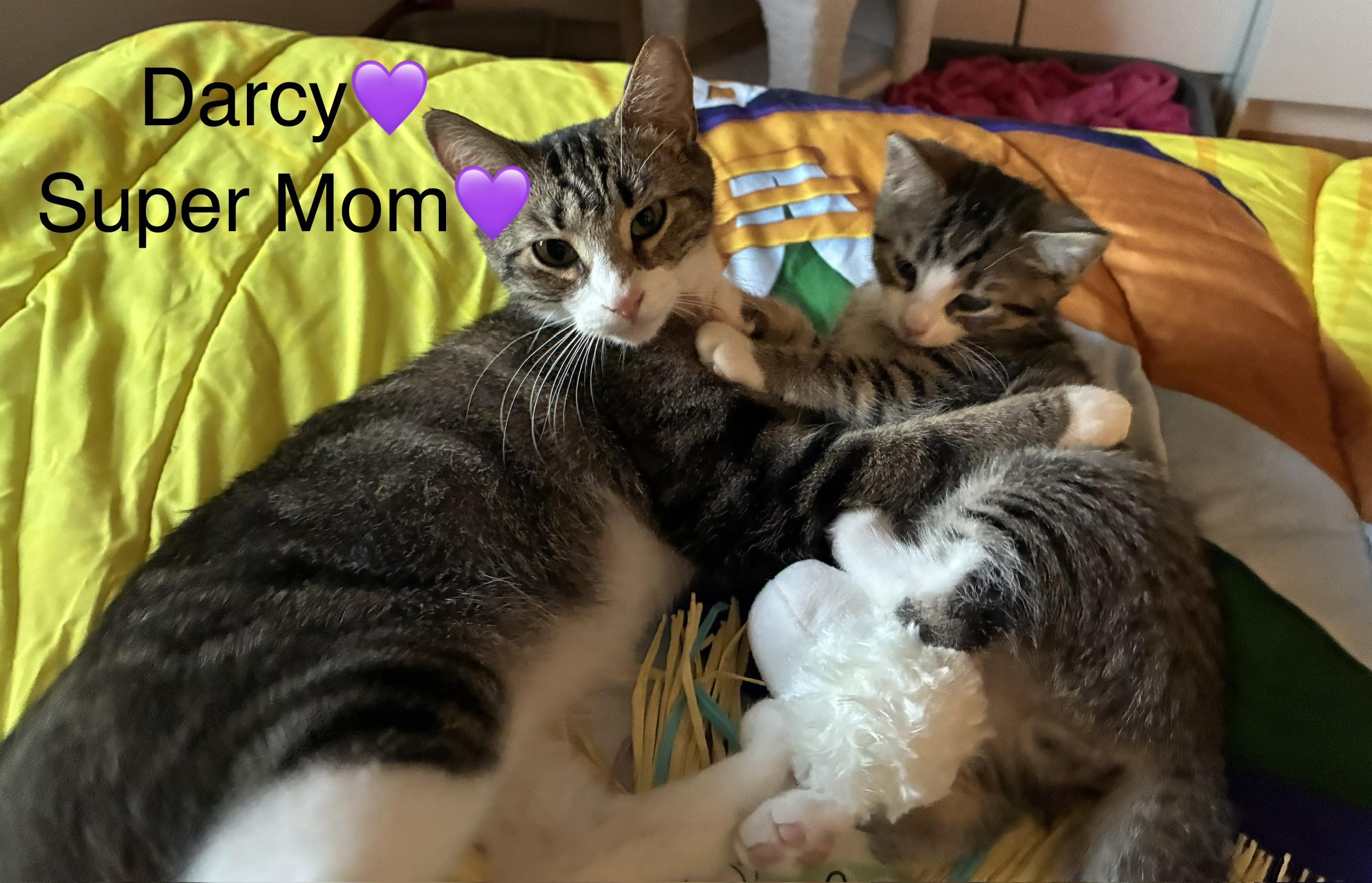 Darcy, ADOPTABLE, Adult Female Domestic Short Hair.