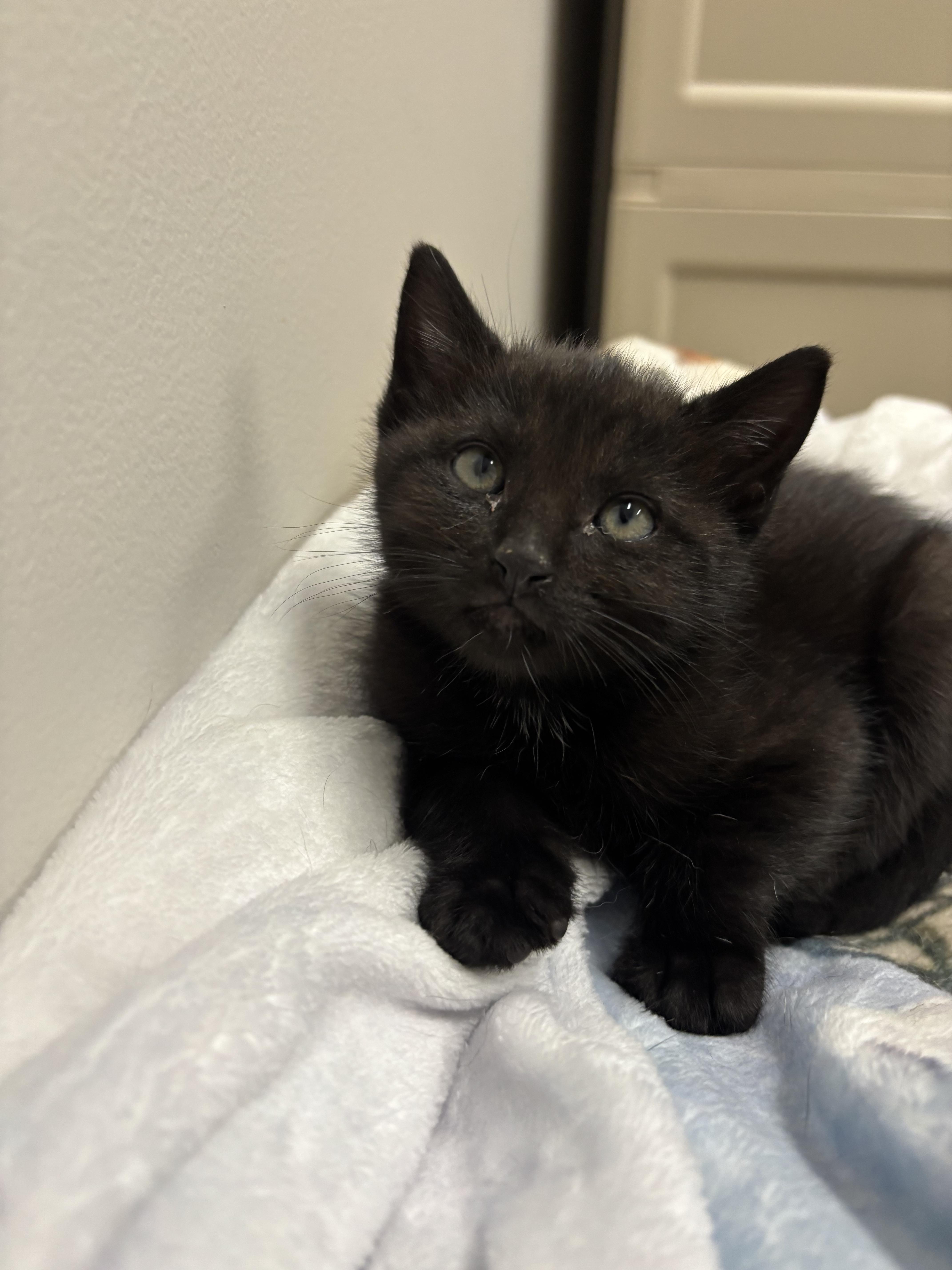 Roam, an adopted Domestic Short Hair in Fulton, NY image 6/6