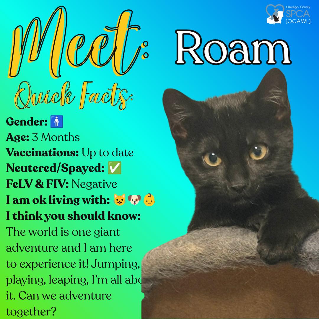 Roam, an adopted Domestic Short Hair in Fulton, NY image 1/6
