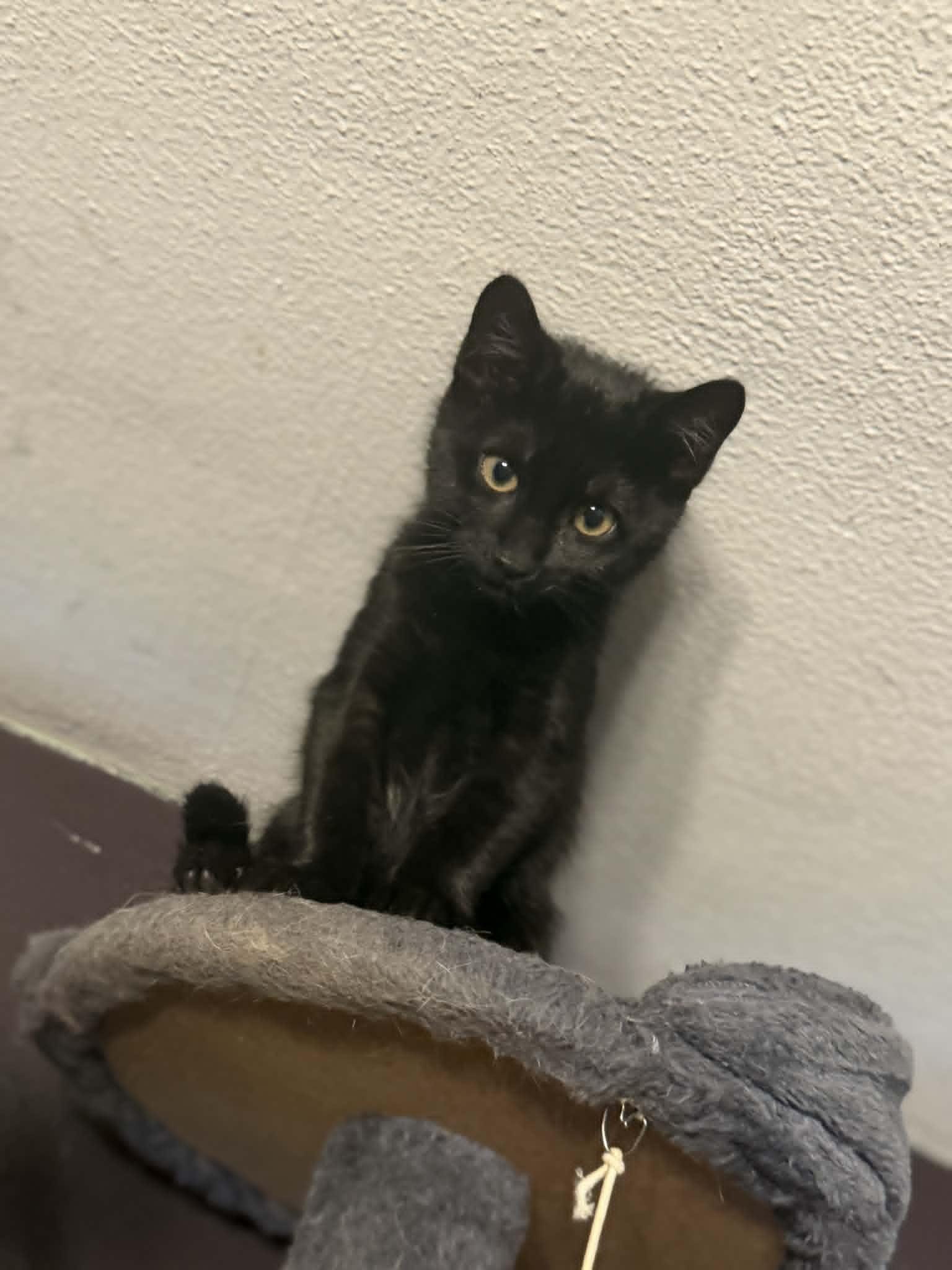 Roam, an adopted Domestic Short Hair in Fulton, NY image 3/6