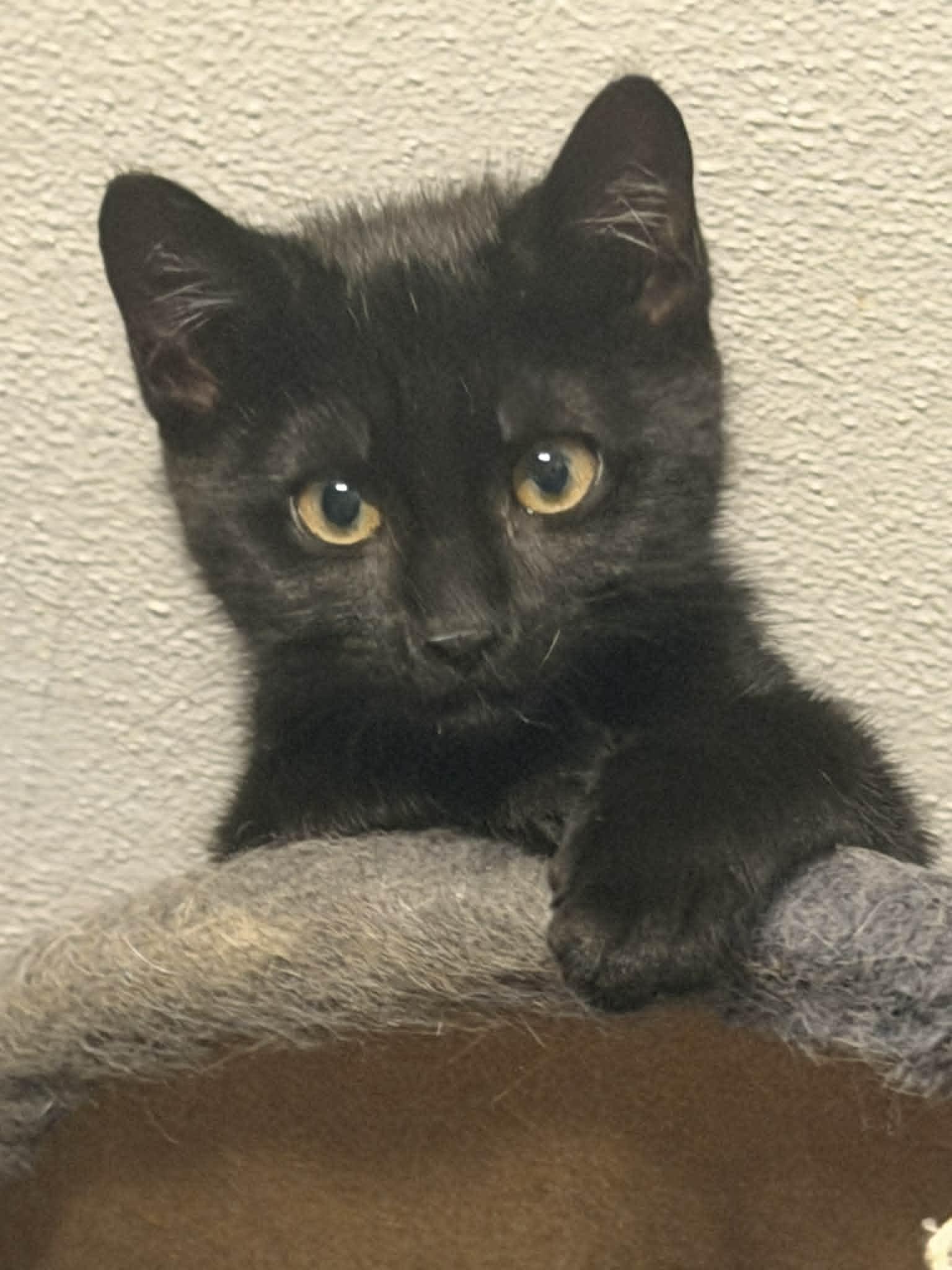Roam, an adopted Domestic Short Hair in Fulton, NY image 5/6