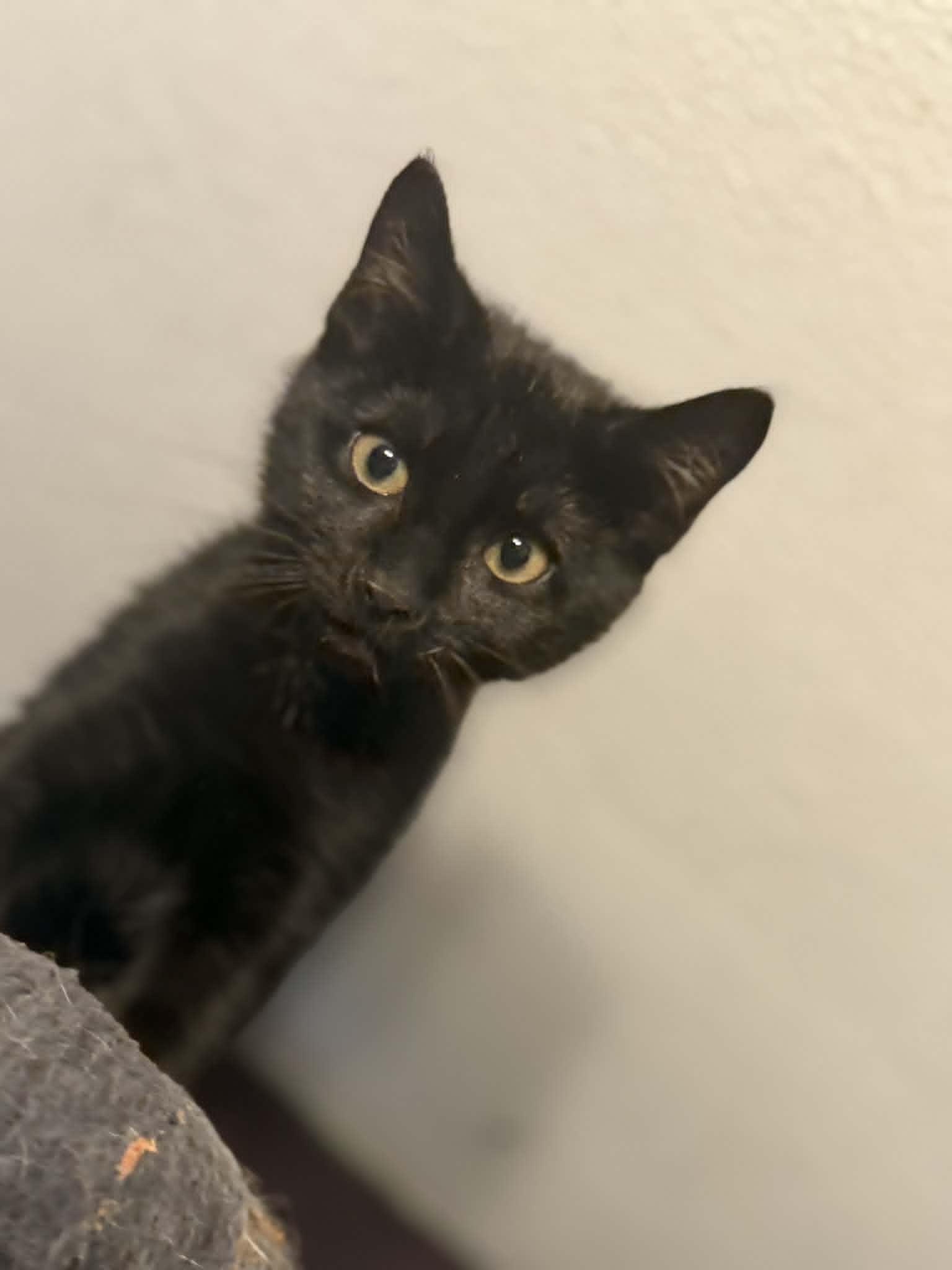 Roam, an adopted Domestic Short Hair in Fulton, NY image 4/6
