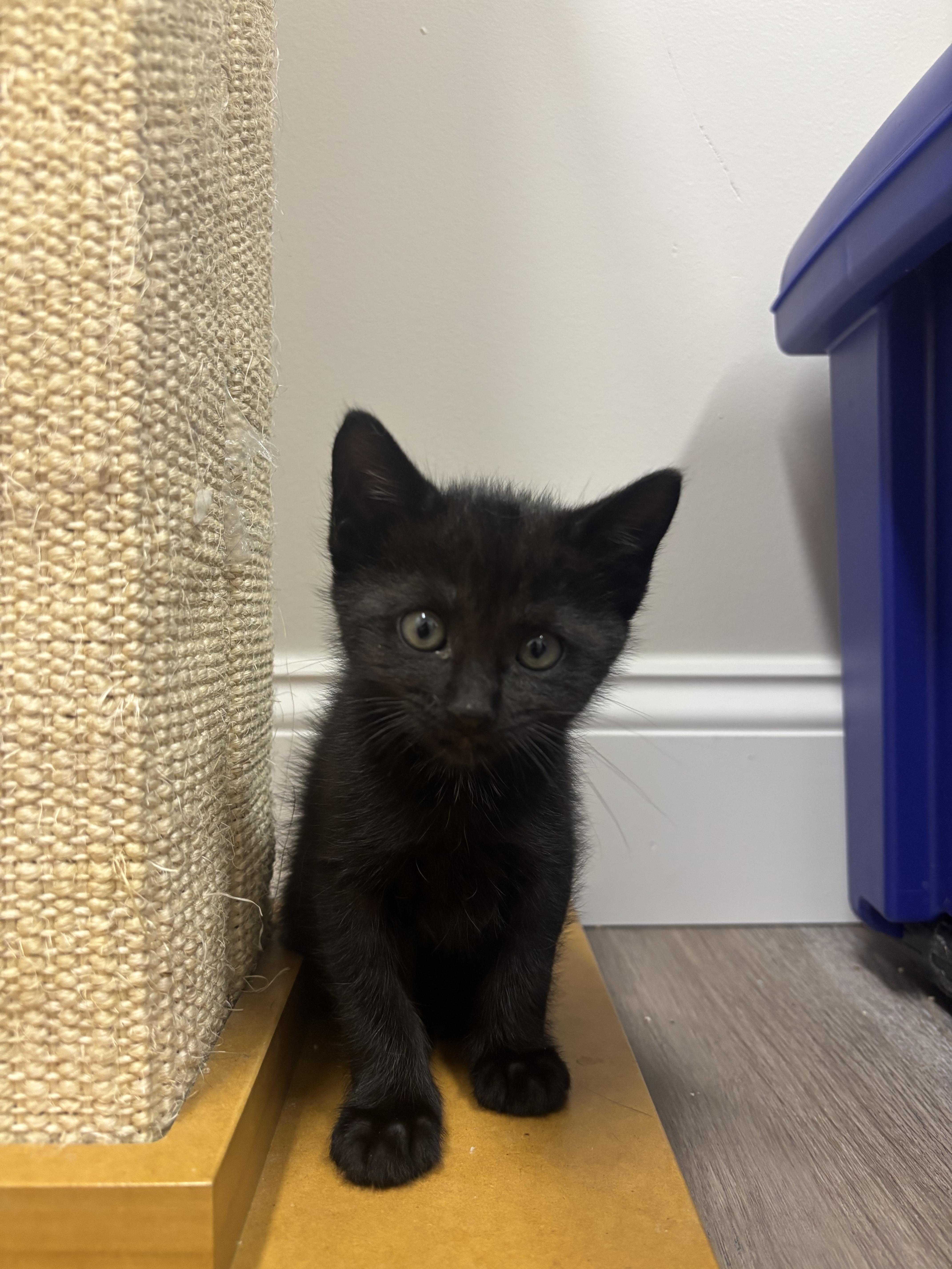 Roam, an adopted Domestic Short Hair in Fulton, NY image 2/6