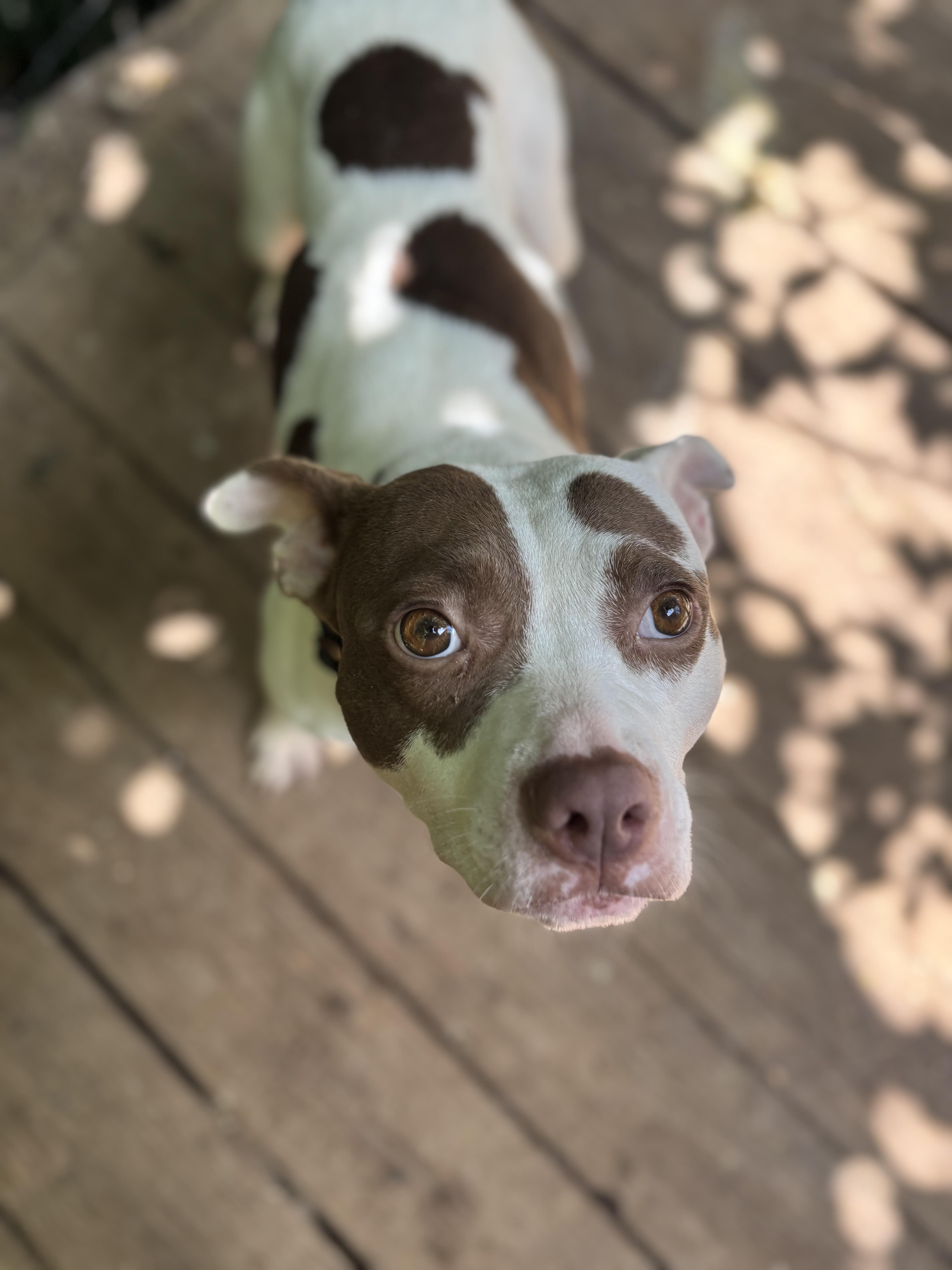 Fay, Adopted, Adult Female Pit Bull Terrier & Chihuahua.