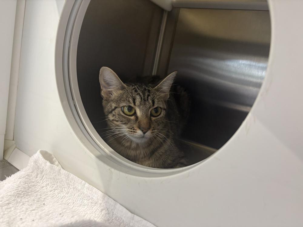 Lee Lee, Adoptable, Young Female Domestic Short Hair.