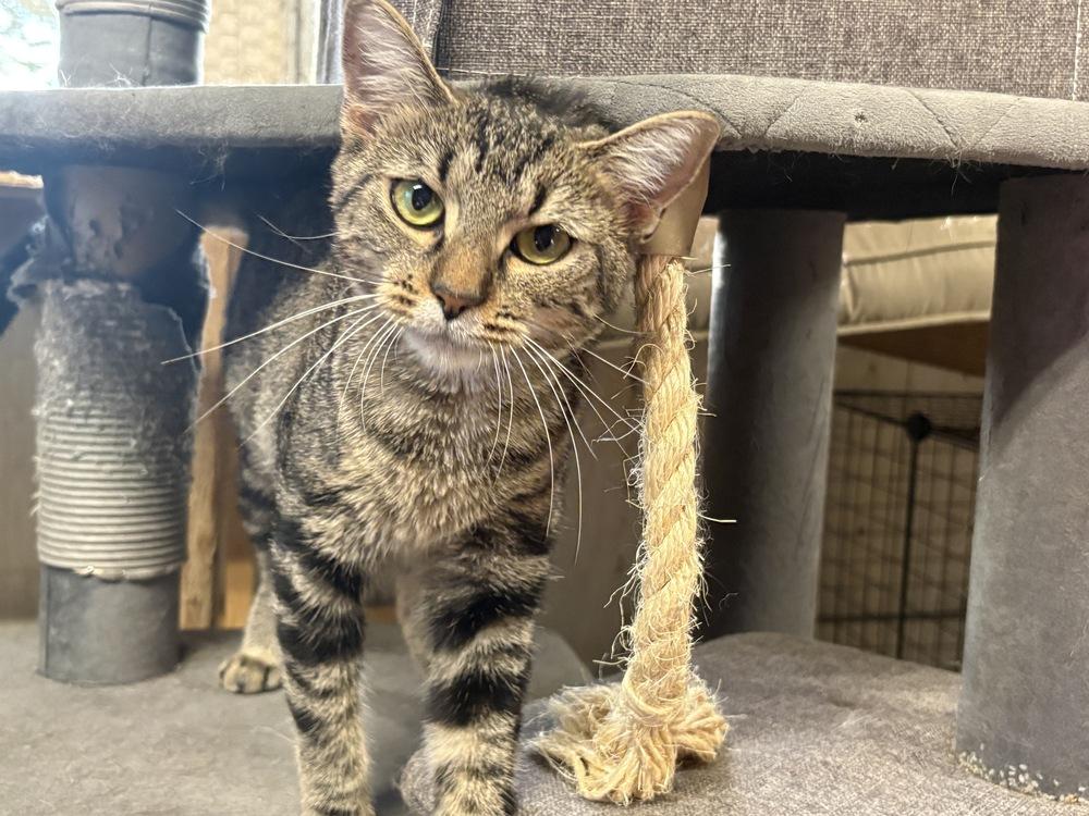 Lee Lee, a Adoptable Domestic Short Hair in Wilson, NC image 2/5