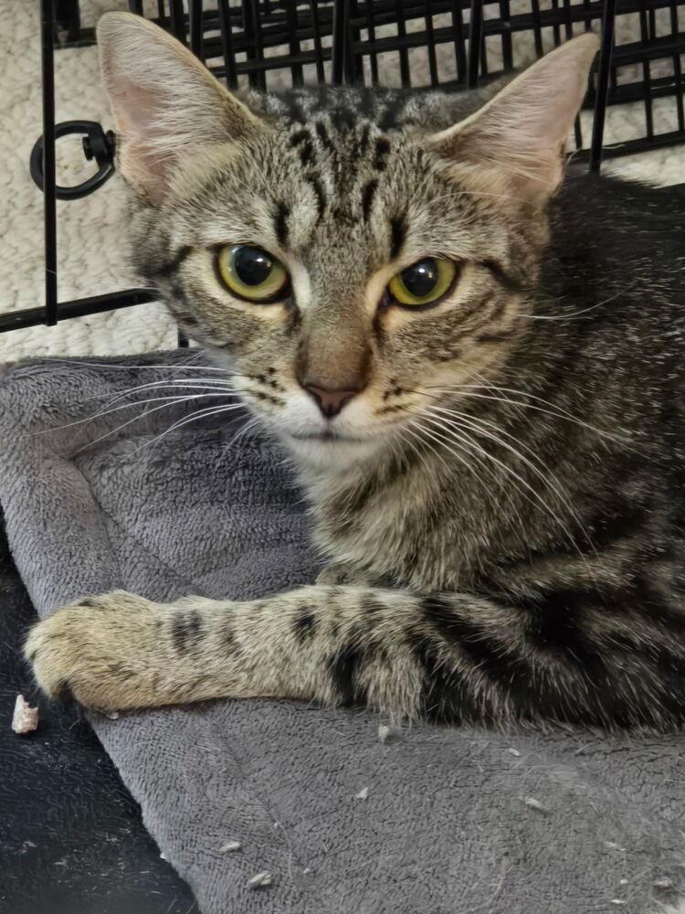 Lee Lee, a Adoptable Domestic Short Hair in Wilson, NC image 2/3