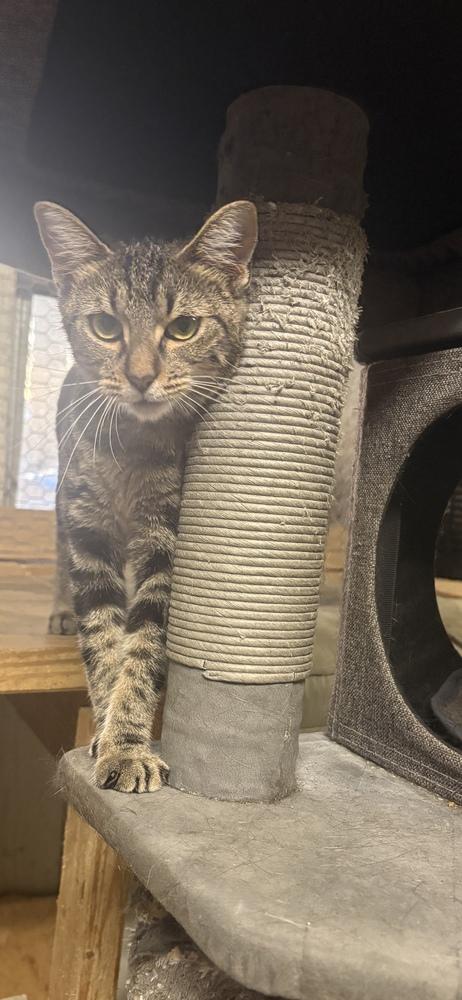 Lee Lee, a Adoptable Domestic Short Hair in Wilson, NC image 4/5