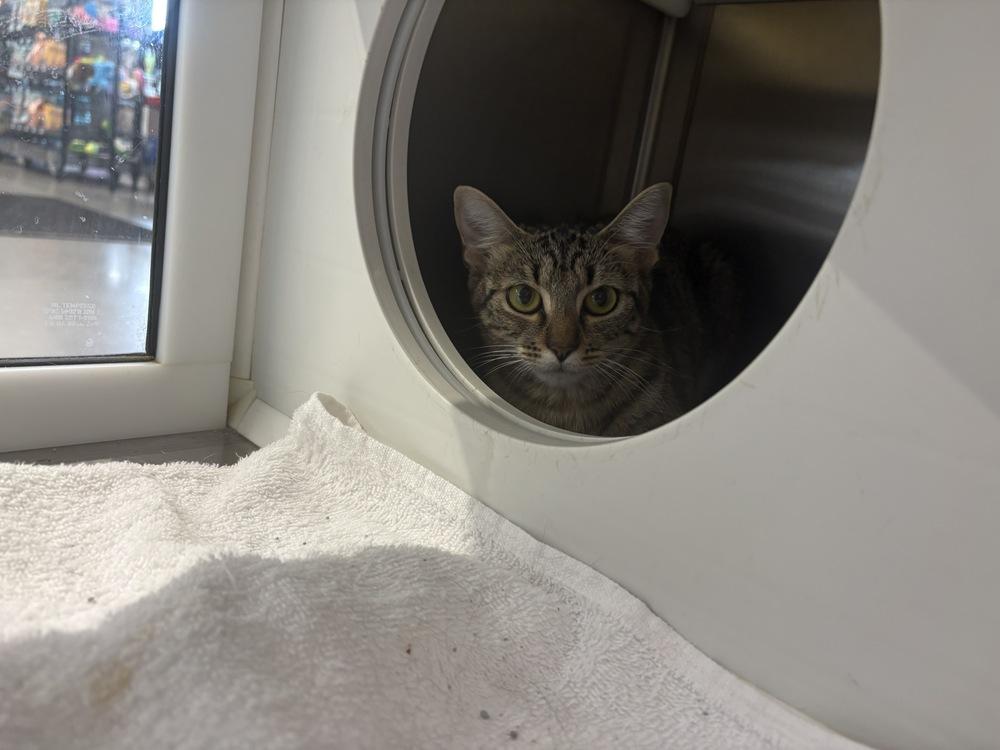 Lee Lee, a Adoptable Domestic Short Hair in Wilson, NC image 3/3