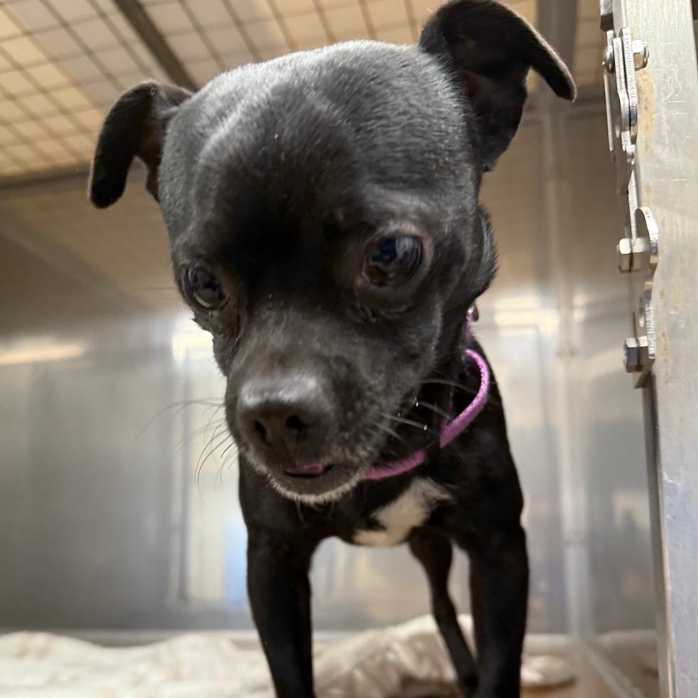 Enlarge Turnip, a Adoptable Chihuahua in Tempe, AZ image 1/3