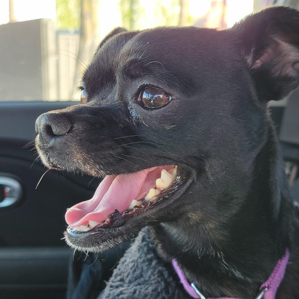 Enlarge Turnip, a Adoptable Chihuahua in Tempe, AZ image 2/3