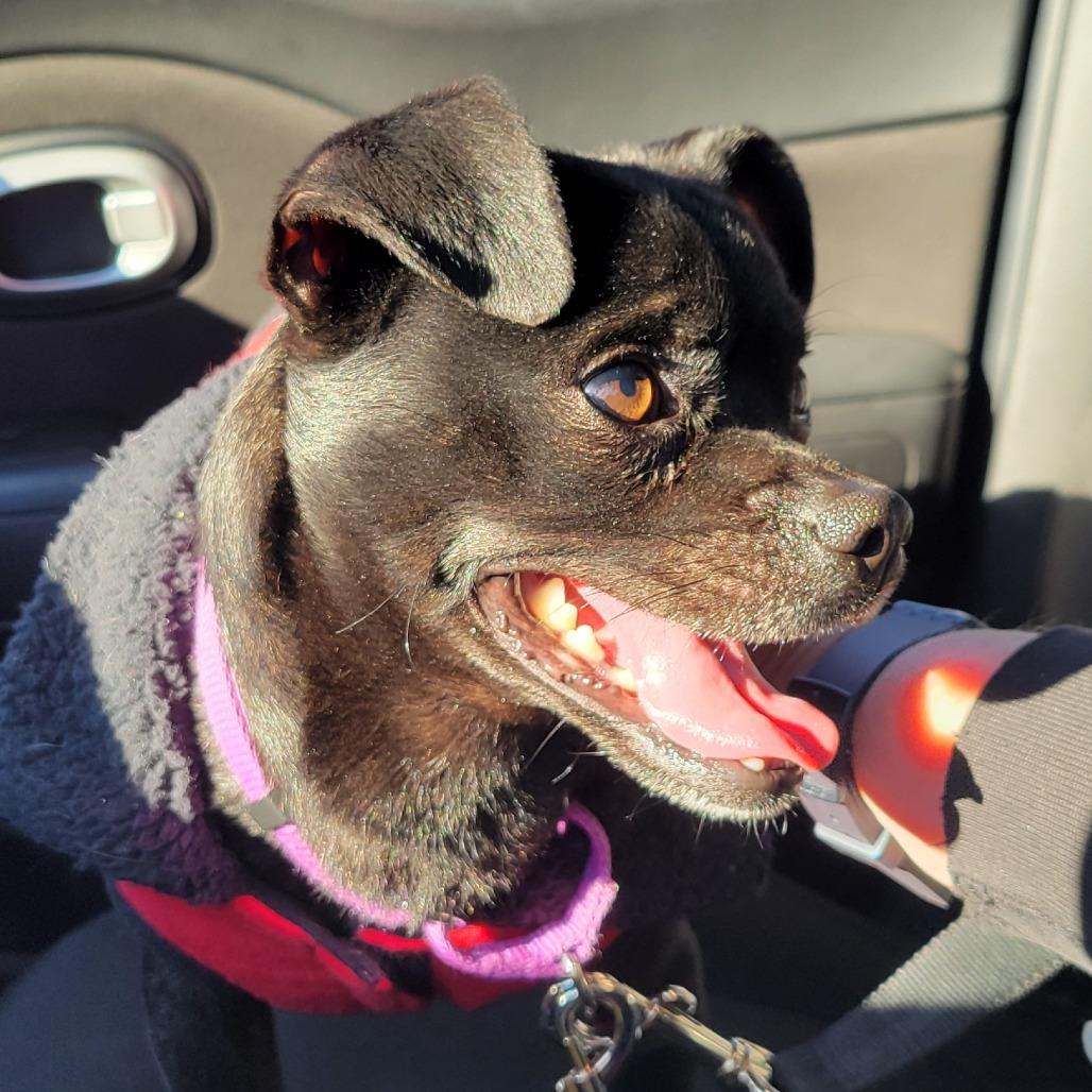 Enlarge Turnip, a Adoptable Chihuahua in Tempe, AZ image 3/3