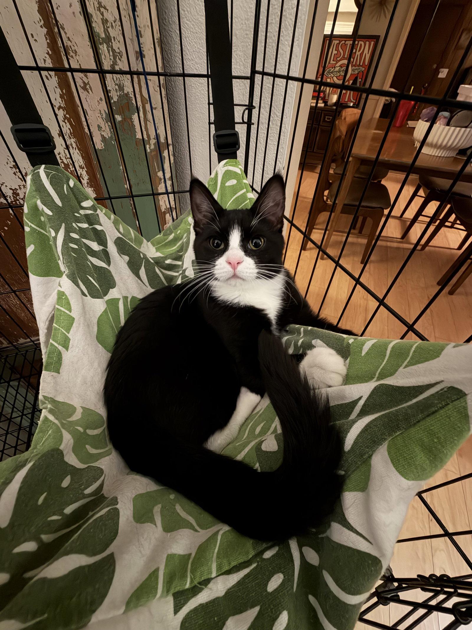 Sourdough Starter, Adoptable, Young Male Tuxedo.