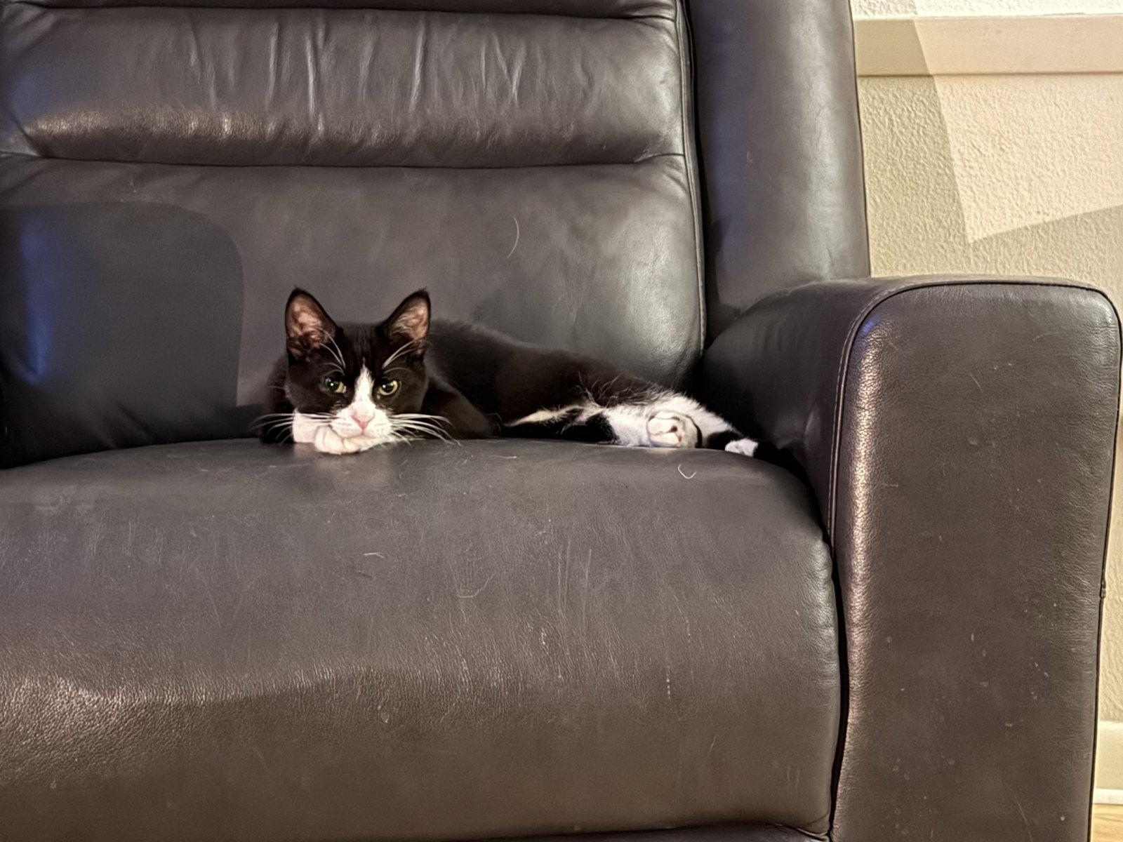 Enlarge Sourdough Starter, a Adoptable Tuxedo in Cedar Rapids, IA image 2/3