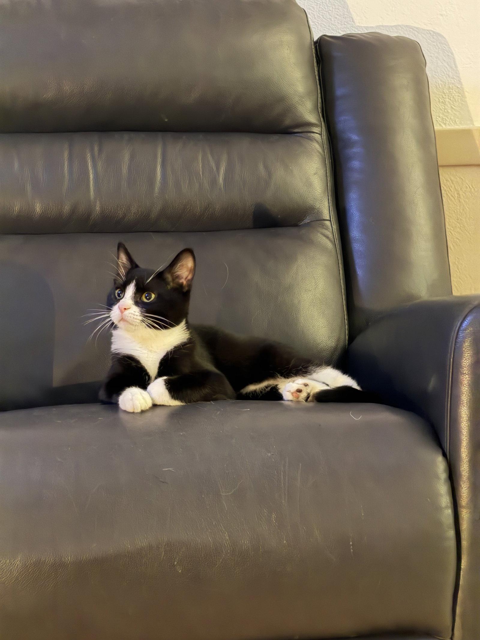 Enlarge Sourdough Starter, a Adoptable Tuxedo in Cedar Rapids, IA image 3/3