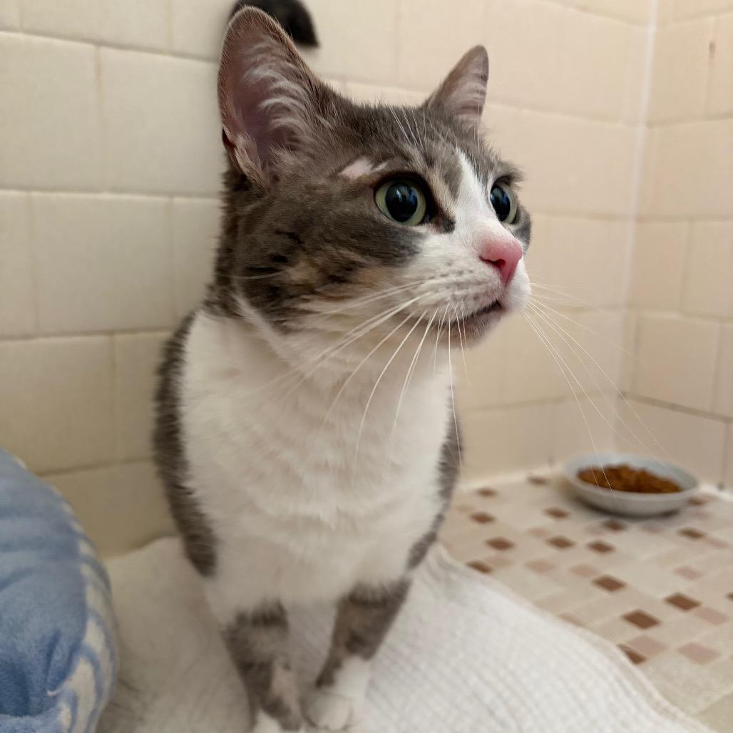 Enlarge Lady Bonnie-MR, a Adoptable Domestic Short Hair in Tallahassee, FL image 1/4