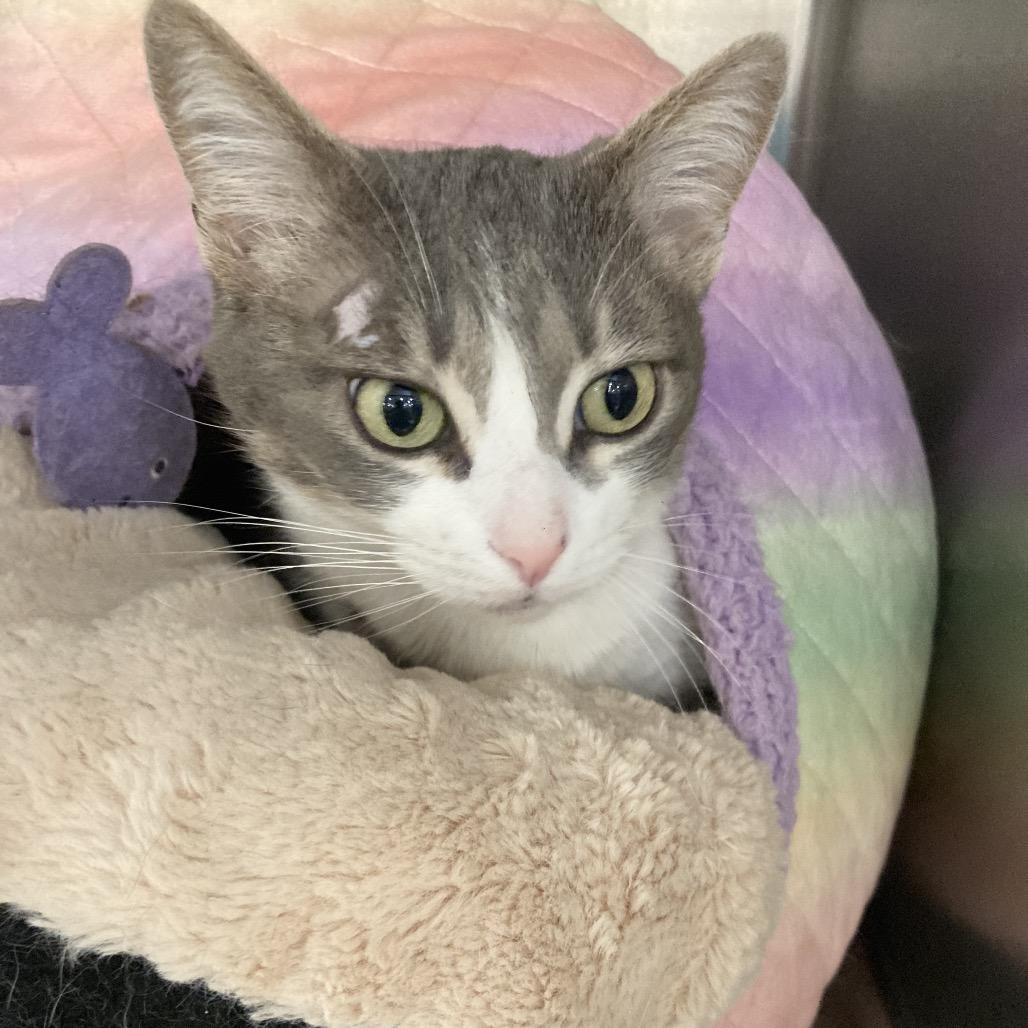 Enlarge Lady Bonnie-MR, a Adoptable Domestic Short Hair in Tallahassee, FL image 2/4