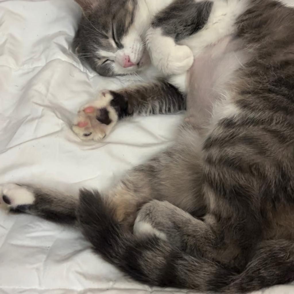 Enlarge Lady Bonnie-MR, a Adoptable Domestic Short Hair in Tallahassee, FL image 3/4