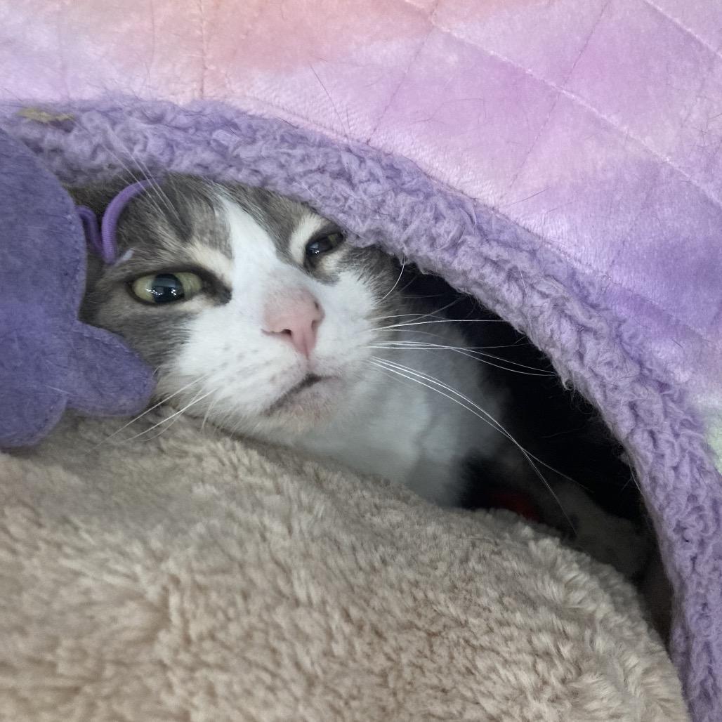 Enlarge Lady Bonnie-MR, a Adoptable Domestic Short Hair in Tallahassee, FL image 4/4