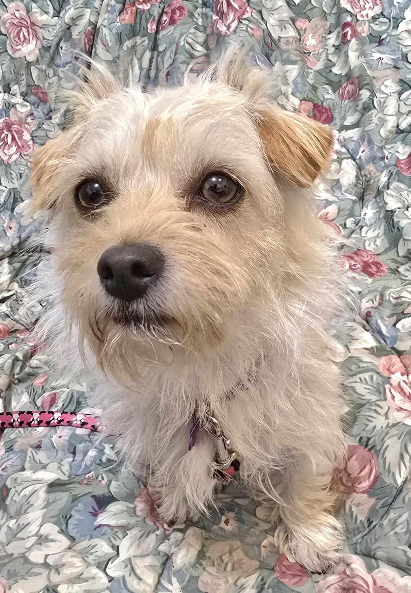 Cici, a Adopted mixed breed in Roslyn, WA image 1/5