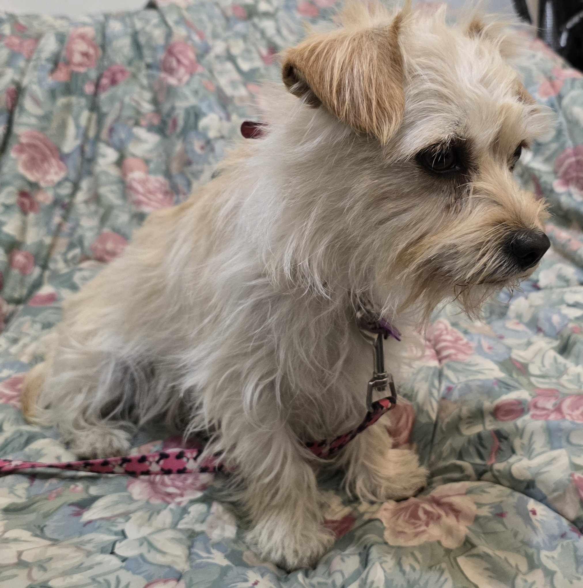 Cici, a Adopted mixed breed in Roslyn, WA image 2/5