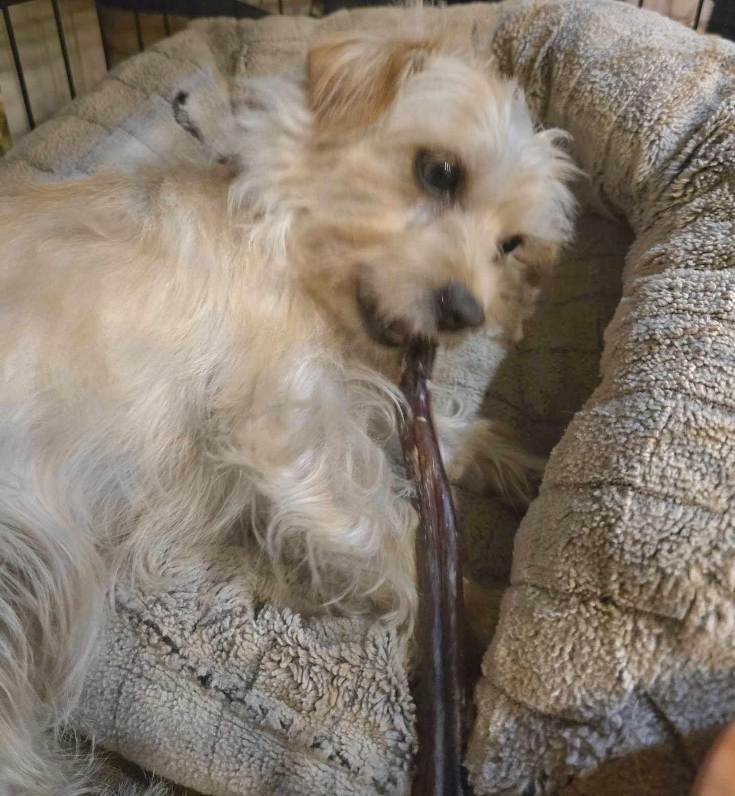 Cici, a Adopted mixed breed in Roslyn, WA image 3/5