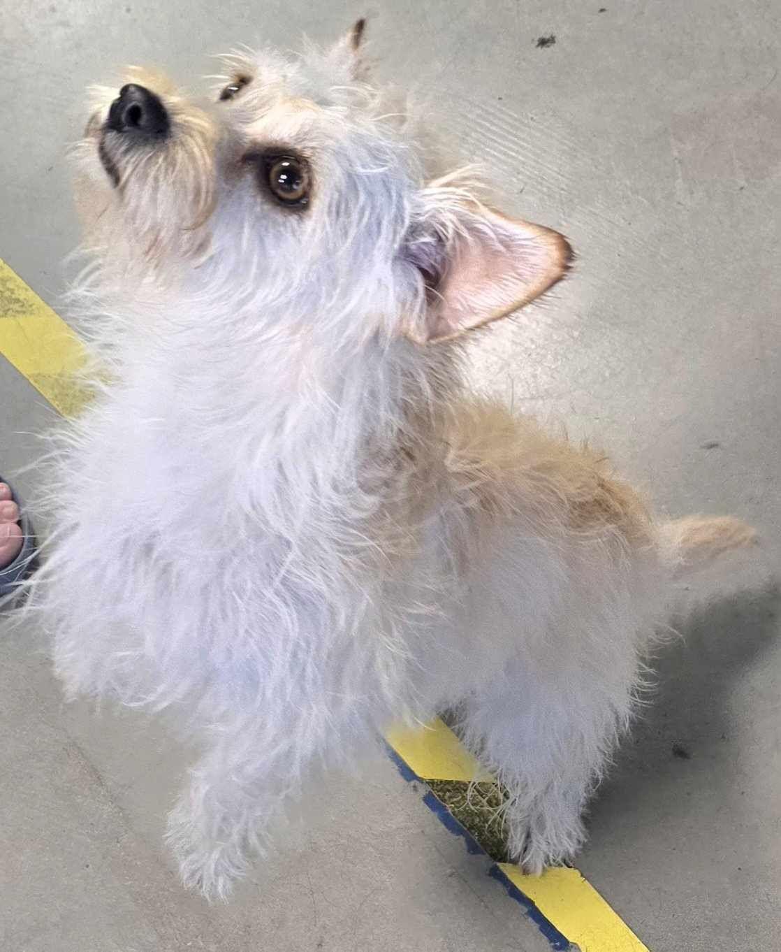 Cici, a Adopted mixed breed in Roslyn, WA image 4/5