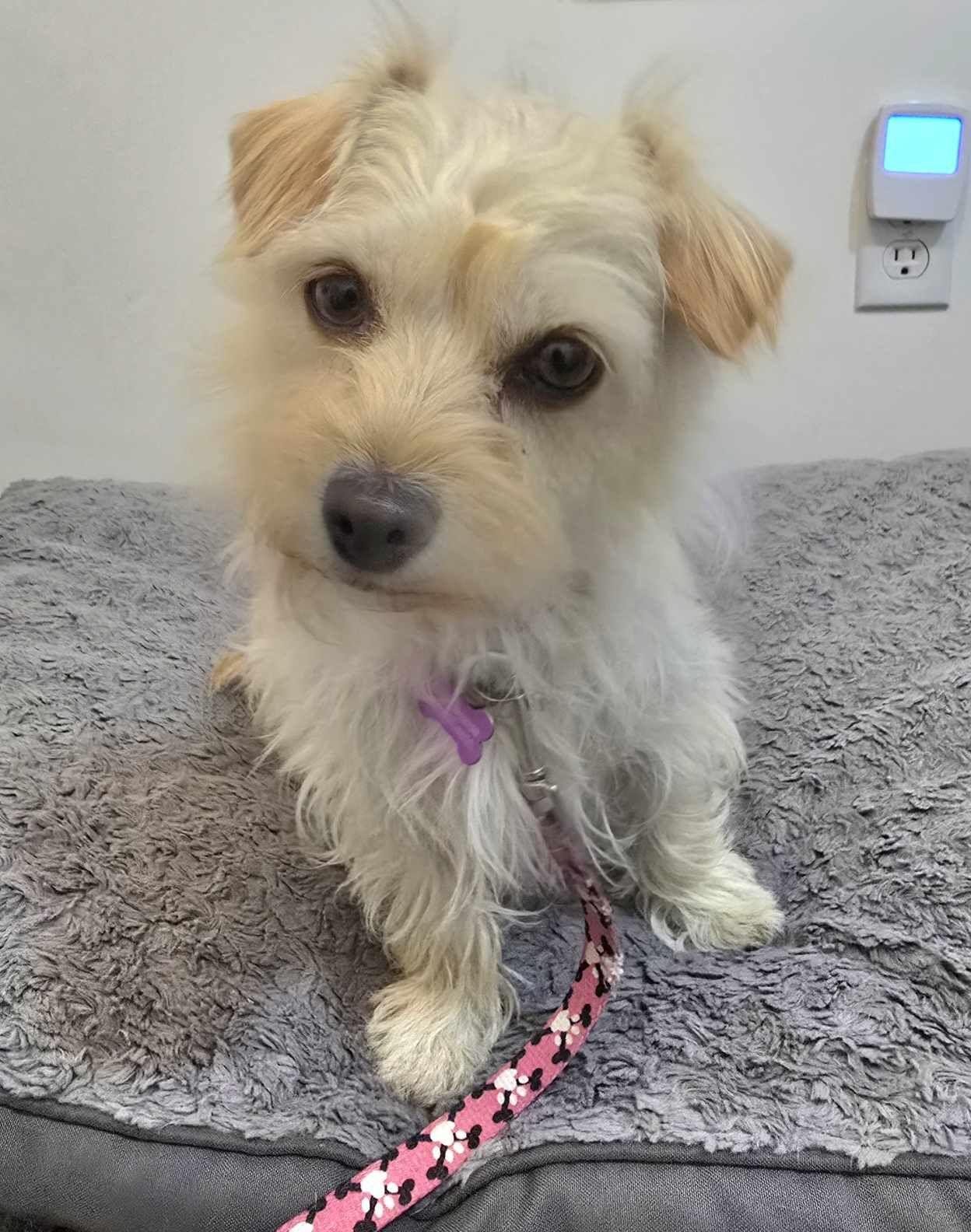 Cici, a Adopted mixed breed in Roslyn, WA image 5/5