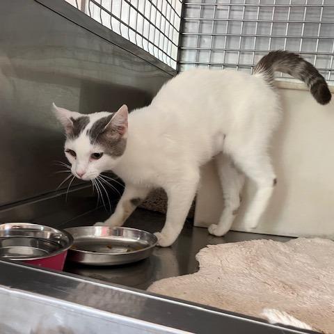 Chernobyl, a Adoptable Domestic Short Hair in Rossville, GA image 2/6