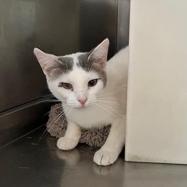 Chernobyl, a Adoptable Domestic Short Hair in Rossville, GA image 3/6