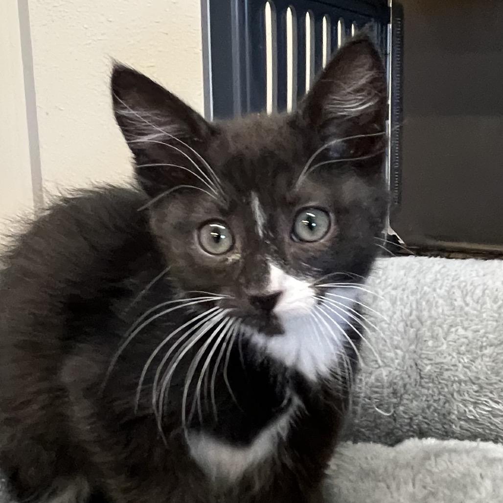 Joan Baez, Adoptable, Kitten Female Domestic Short Hair.