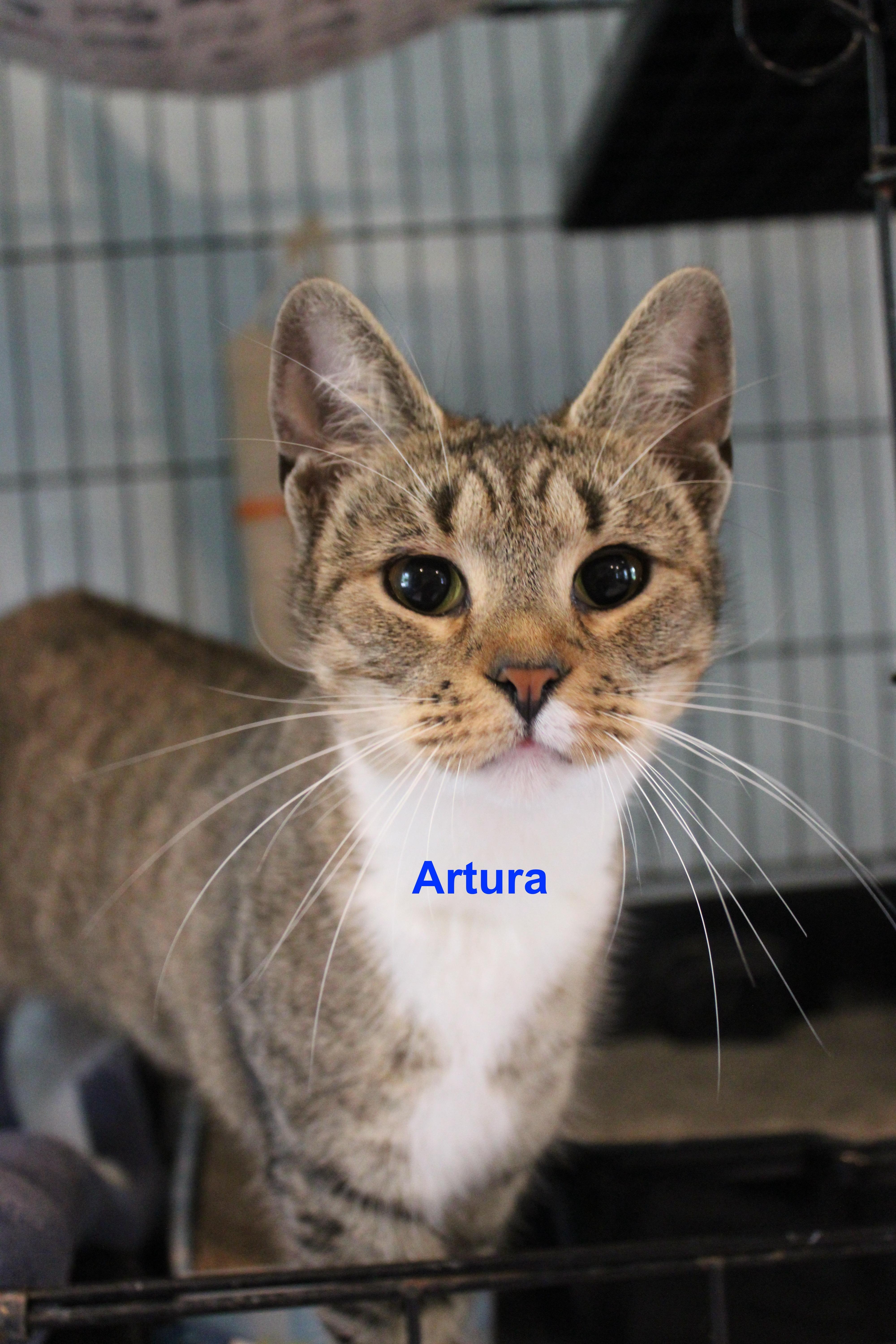 Artura, Adult Female Domestic Short Hair