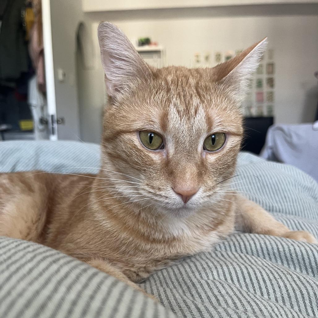 Ms. Frizzle, Adoptable, Adult Female Domestic Short Hair.