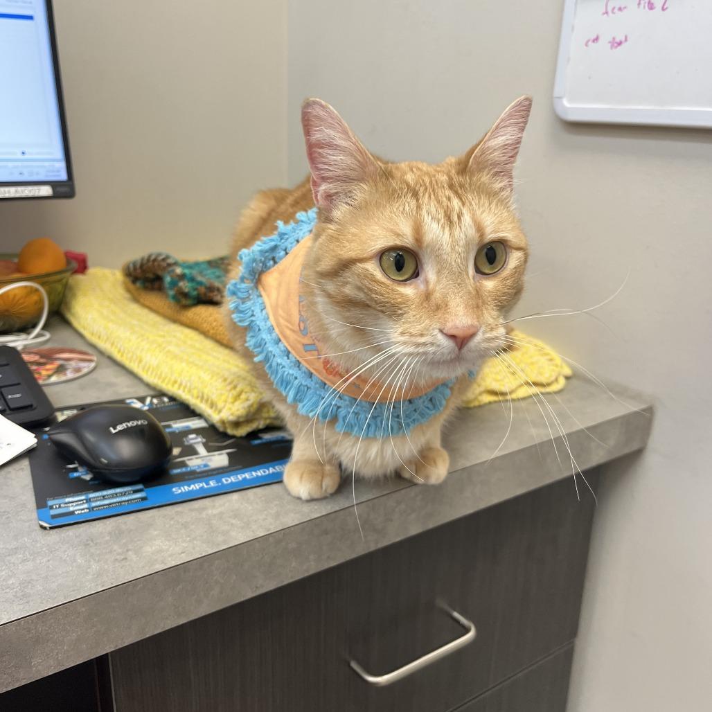 Enlarge Ms. Frizzle, a Adoptable Domestic Short Hair in St. Louis, MO image 2/6