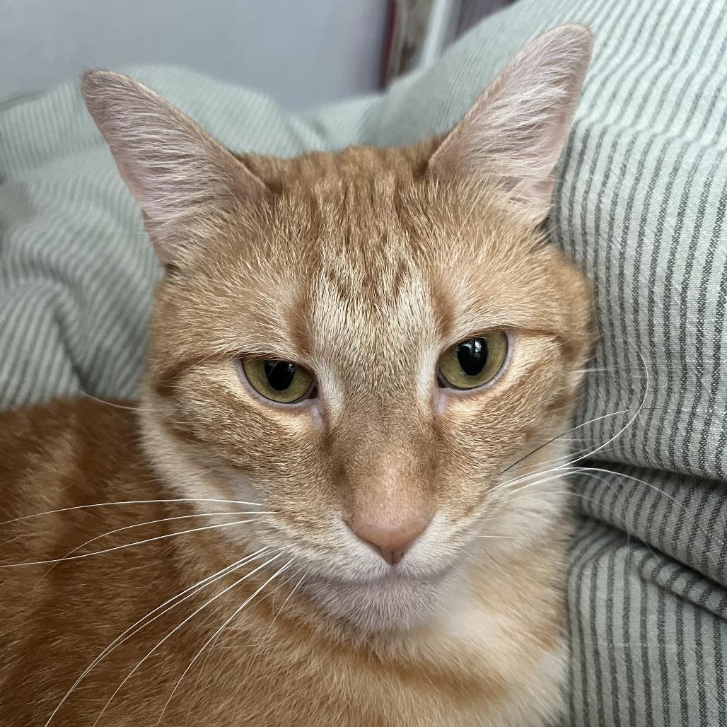 Enlarge Ms. Frizzle, a Adoptable Domestic Short Hair in St. Louis, MO image 3/6