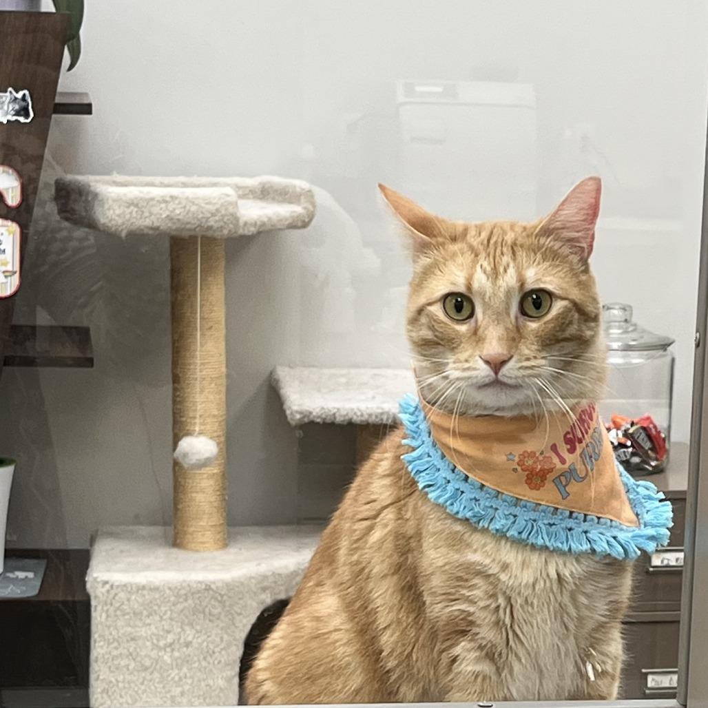 Enlarge Ms. Frizzle, a Adoptable Domestic Short Hair in St. Louis, MO image 4/6