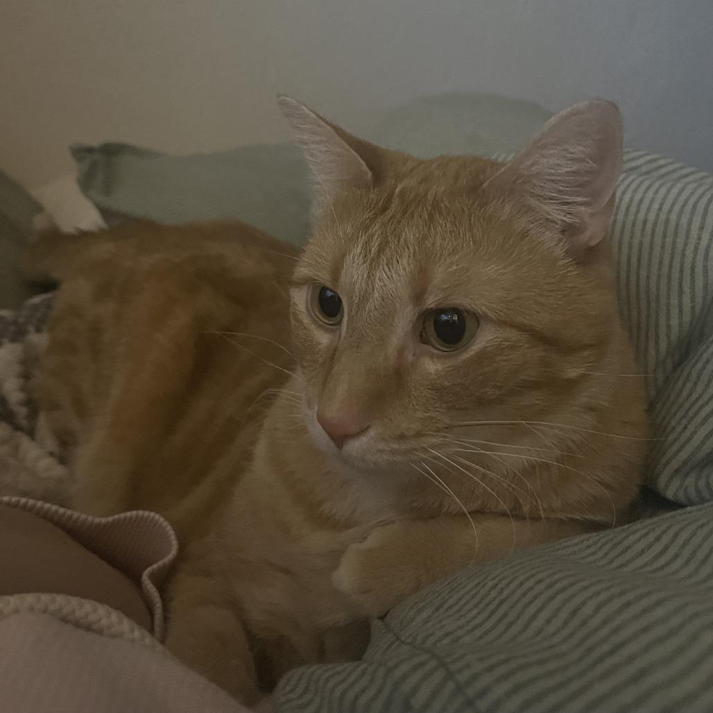 Enlarge Ms. Frizzle, a Adoptable Domestic Short Hair in St. Louis, MO image 5/6