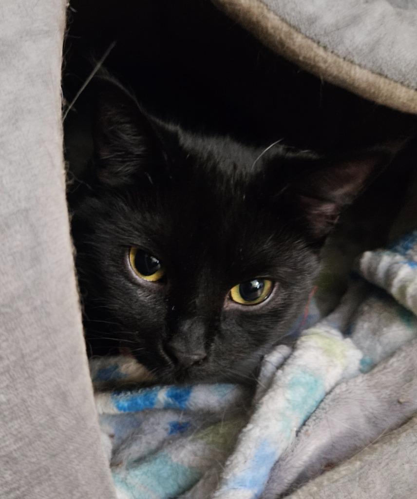 Enlarge Strax *IN FOSTER*, a Adoptable mixed breed in South Bend, IN image 1/1