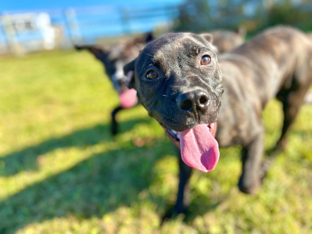 Enlarge Zola, a Adopted mixed breed in Hudson, NY image 1/1