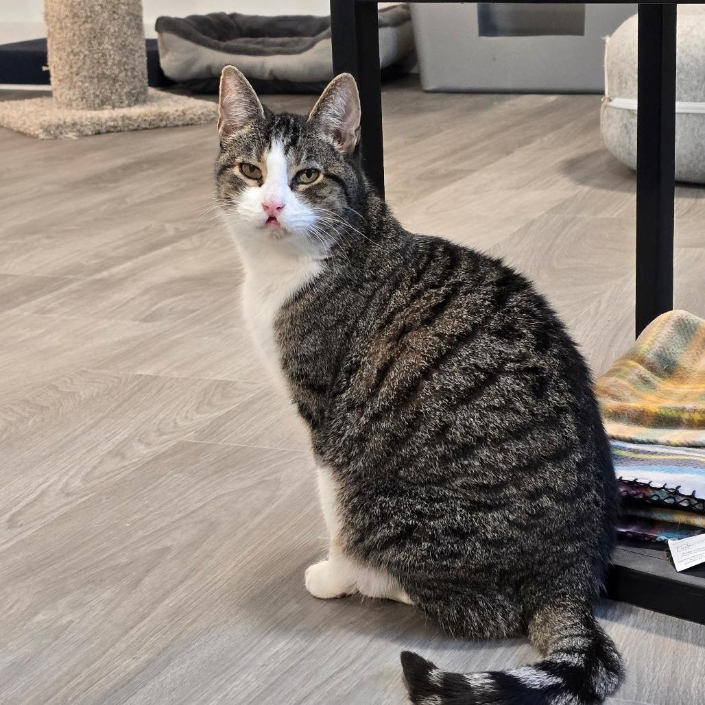 Enlarge Ozzie, a Adoptable Domestic Short Hair in Goshen, IN image 1/1