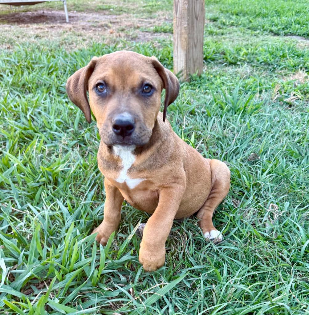 Enlarge Breckenridge, a Adoptable mixed breed in Centralia, WA image 3/4