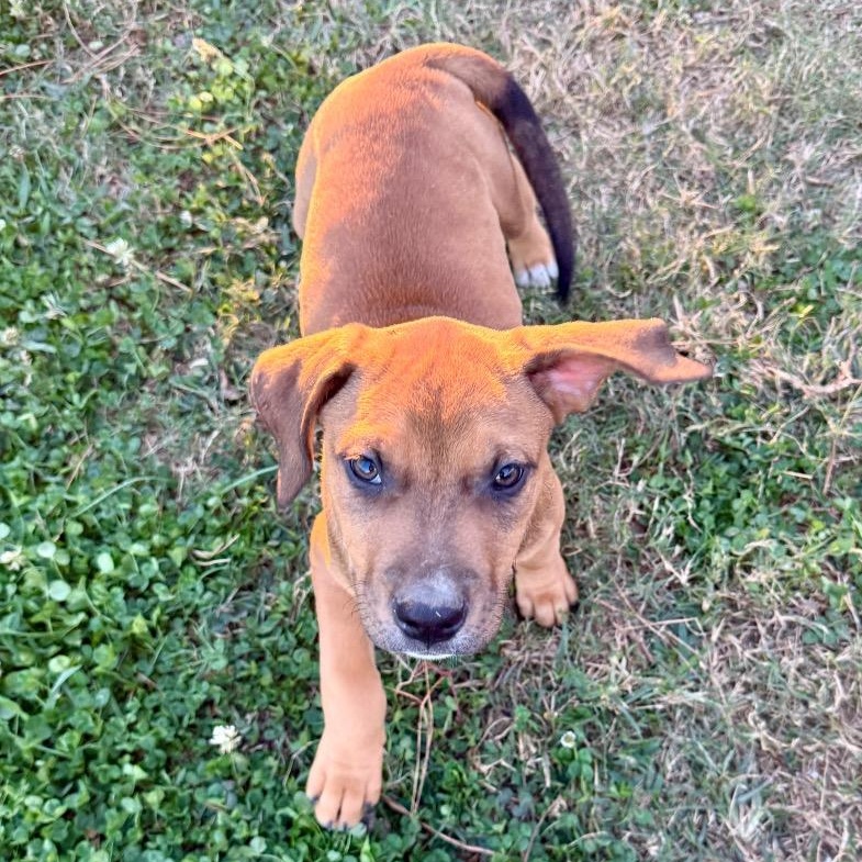 Enlarge Breckenridge, a Adoptable mixed breed in Centralia, WA image 4/4