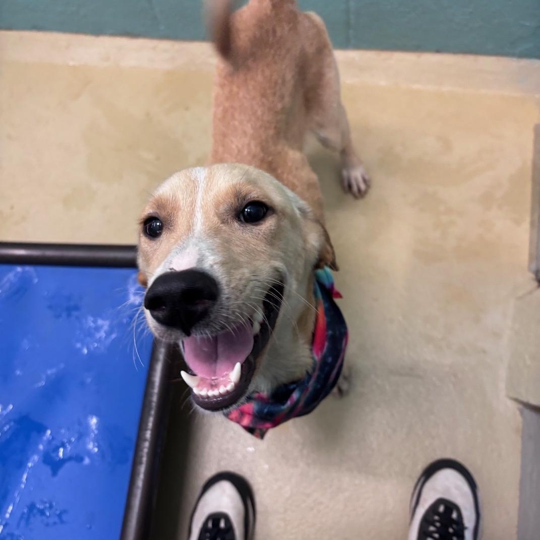 Enlarge Meatball, a Adoptable mixed breed in Marion, NC image 4/4