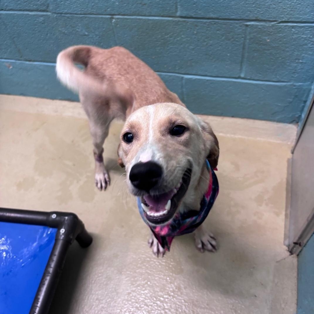 Meatball, Adoptable, Young Female Labrador Retriever.